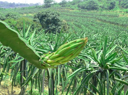 火龍果種植技術(shù)加盟