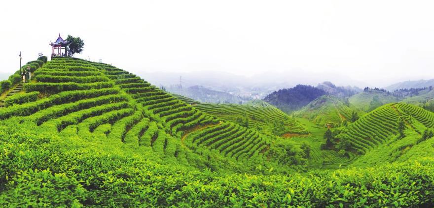 紫藤廬茶館茶山