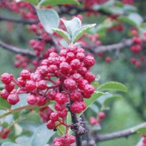 大紅袍花椒加盟