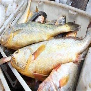 海鮮魚(yú)市加盟