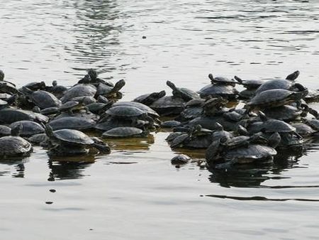 甲魚(yú)養(yǎng)殖加盟