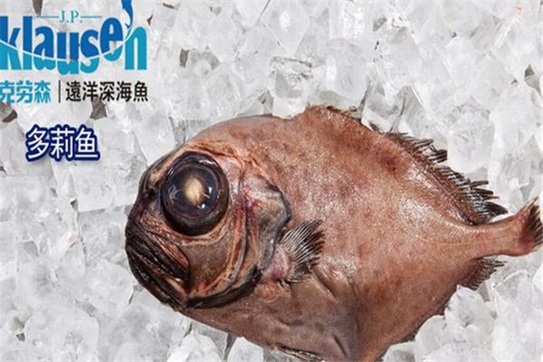 克勞森深海魚加盟