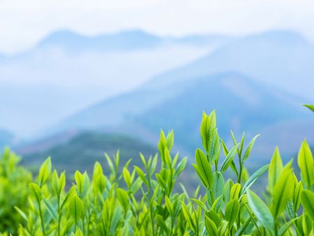 鳳凰茶葉加盟