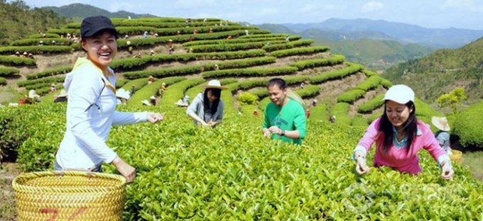 雪峰農(nóng)場茶葉加盟